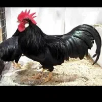 خروس و مرغ سیاه و سفید جهت خون و قربانی
