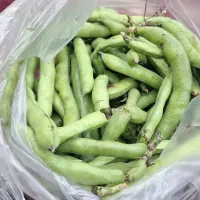 باقلا سبز 25