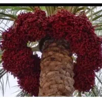 خوشه بندی
