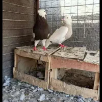 سه عدد طوقی