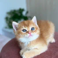 مجموعه بزرگ گربه ها ( پرشین اسکاتیش بریتیش)