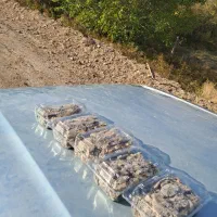 خرید وفروش عسل خشک|خوردنی و آشامیدنی|درب بهشت, |دیوار