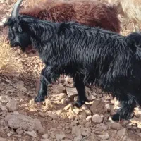 چند عدد بزغاله ی انتیک درجه یک