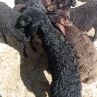 بره نر