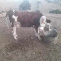 گاو و گوساله|حیوانات مزرعه|پلدختر, |دیوار