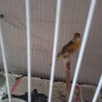 قناری ماده