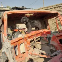 واگذاری سگ|سگ|برخوار, |دیوار