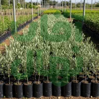 نهال هلو آلبرتا  آبدار زودبازده و محبوب بازار خرید|خدمات باغبانی و درختکاری|مشگین شهر, |دیوار