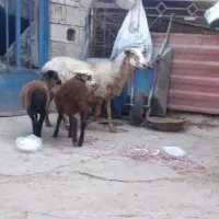 میش جوان شکم دوم و دو عدد بره نر دوماهه کاملا سالم