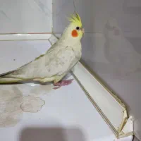 عروس هلندی گم شده