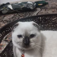 بچه گربه ماده