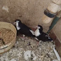 جوجه ساده سیاه پدر ساده سیاه مادر ساده زرد