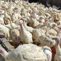 بوقلمون جوجه|حیوانات مزرعه|همدان, |دیوار