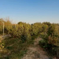فروش-باغ-در-روستای-فوشنجان