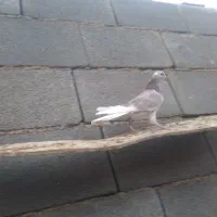 کبوتر|پرنده|نورآباد, |دیوار