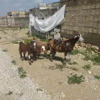 یک عدد بز سه قلوزا