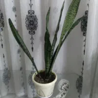 گل سانسوریا