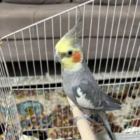 عروس هلندی|پرنده|بومهن, |دیوار