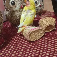 جوجه برزیلی گم شده