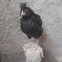 مرغ وخروس گلین فول|حیوانات مزرعه|تهران, جیحون|دیوار