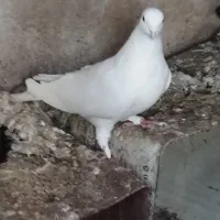 کبوتر سفید موشی