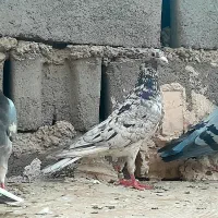 کبوترفروشی
