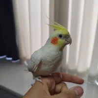 عروس هلندی نر سخنگو دستی همراه قفس