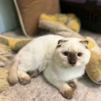 اسکاتیش دبلفولد ماده|گربه|محمدشهر, محمدشهر|دیوار