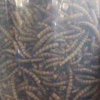 سوپر ورم خشک