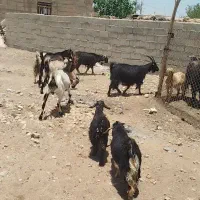 بز داشتی
