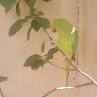 طوطی ملنگو گمشده