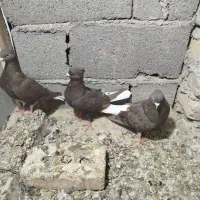 دم سفید|پرنده|زنجان, |دیوار