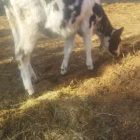گاو گوساله هلشتاین ماده