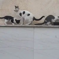 گربه ی ناز با دو بچه ی نازنین|گربه|زنجان, |دیوار