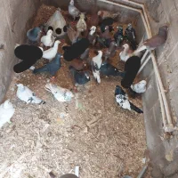 تعداد۲۵عدد کفتر نر|پرنده|گرمه, |دیوار