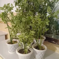 گل پدیلانتوس ابلق