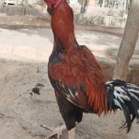 خروس لاری|حیوانات مزرعه|مشهد, مهدی آباد|دیوار