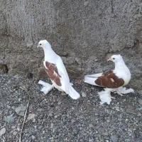 کفتر دوکت سرخ