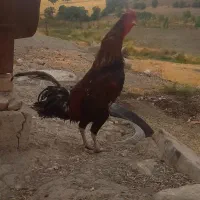 خروس دورگه جوان