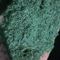 شوید خشک درجه ۱