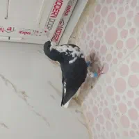 شهری|پرنده|شیراز, کرونی(خاتونک)|دیوار