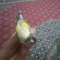 سهره رنگ روشن