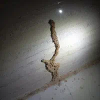 سمپاشی موریانه. سوسک. تضمینی
