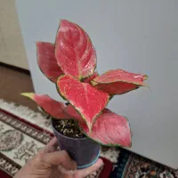 فیلودندرون قرمز|گل و گیاه طبیعی|شاهینشهر, حاجی آباد|دیوار