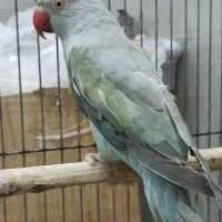 طوطی ملنگو اوپال ابی ماده (ملنگو رنگی لوتینو‌،ابی)|پرنده|تالش, هشتپر|دیوار