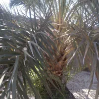 سلام همشهریان عزیز باع درروستای سیف اباد