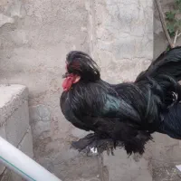 خروس