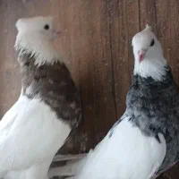 کبوتر طوقی|پرنده|گلستان (تهران), |دیوار