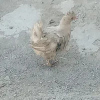 ۲ عدد مرغ برهما.سرحال.