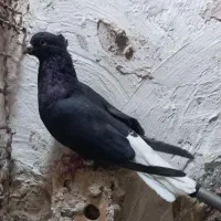کبوتر